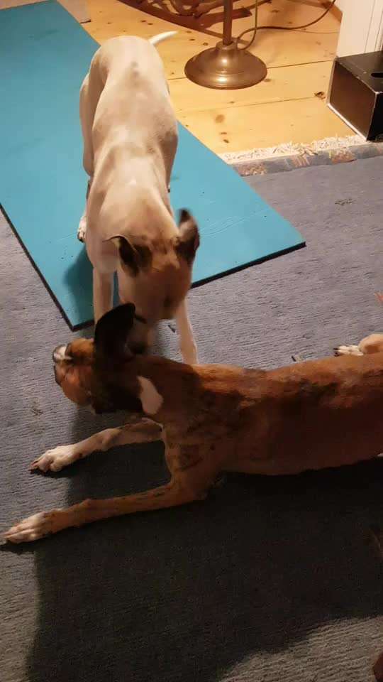 Windhunde - Treffen der besonderen Schönheiten
HERZLICH WILLKOMMEN-Beitrag-Bild