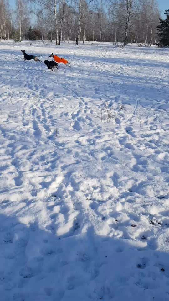 Windhunde - Treffen der besonderen Schönheiten
HERZLICH WILLKOMMEN-Beitrag-Bild