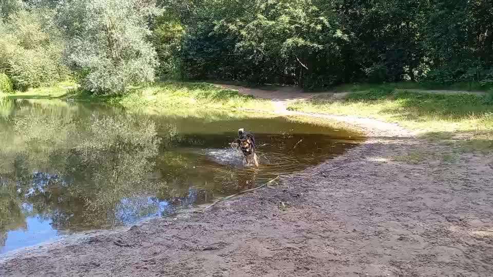 TierschutzhundeStammtisch🐕-Beitrag-Bild