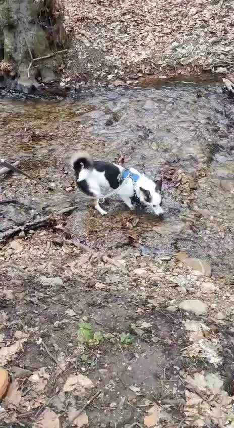 Angst im Wald?-Beitrag-Bild