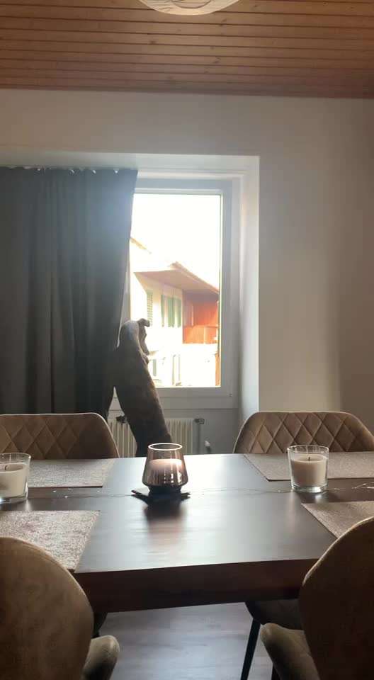 Windhunde - Treffen der besonderen Schönheiten
HERZLICH WILLKOMMEN-Beitrag-Bild