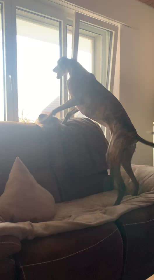 Windhunde - Treffen der besonderen Schönheiten
HERZLICH WILLKOMMEN-Beitrag-Bild