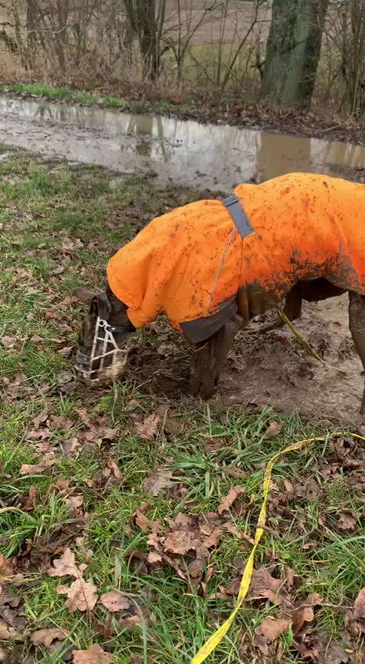 Windhunde - Treffen der besonderen Schönheiten
HERZLICH WILLKOMMEN-Beitrag-Bild