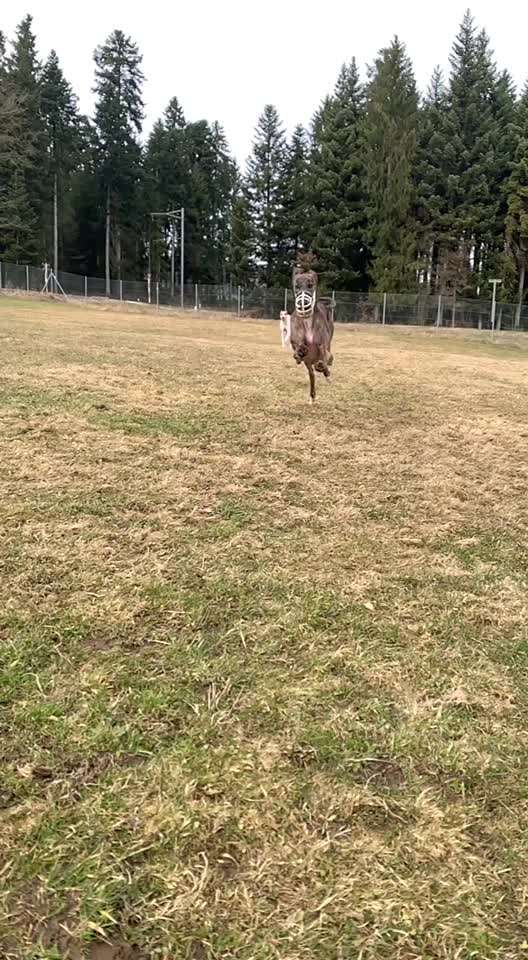 Windhunde - Treffen der besonderen Schönheiten
HERZLICH WILLKOMMEN-Beitrag-Bild