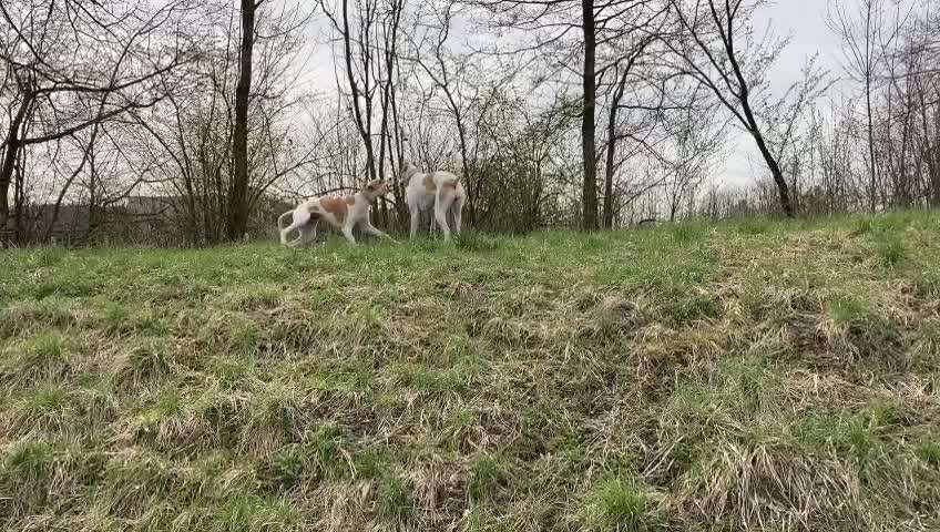 Windhunde - Treffen der besonderen Schönheiten
HERZLICH WILLKOMMEN-Beitrag-Bild