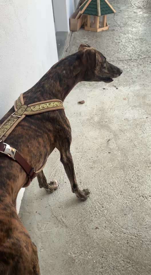 Windhunde - Treffen der besonderen Schönheiten
HERZLICH WILLKOMMEN-Beitrag-Bild