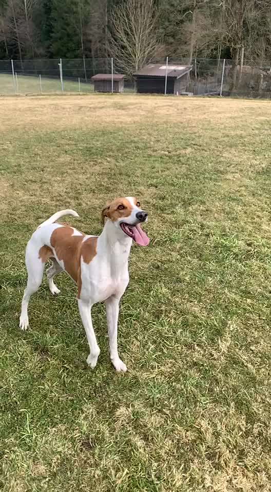 Windhunde - Treffen der besonderen Schönheiten
HERZLICH WILLKOMMEN-Beitrag-Bild