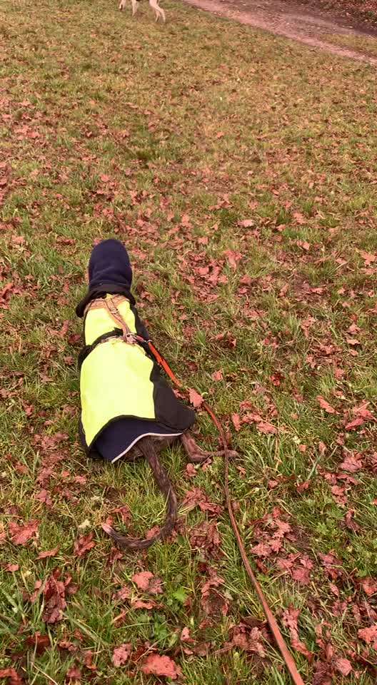 Windhunde - Treffen der besonderen Schönheiten
HERZLICH WILLKOMMEN-Beitrag-Bild