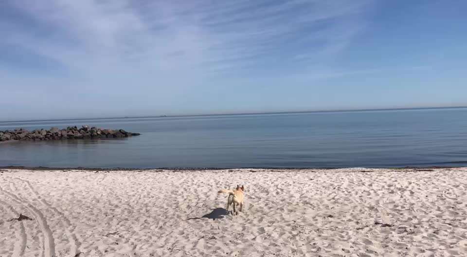 Schöner Hundestrand an der Ostsee in Schleswig-Holstein gesucht.-Beitrag-Bild