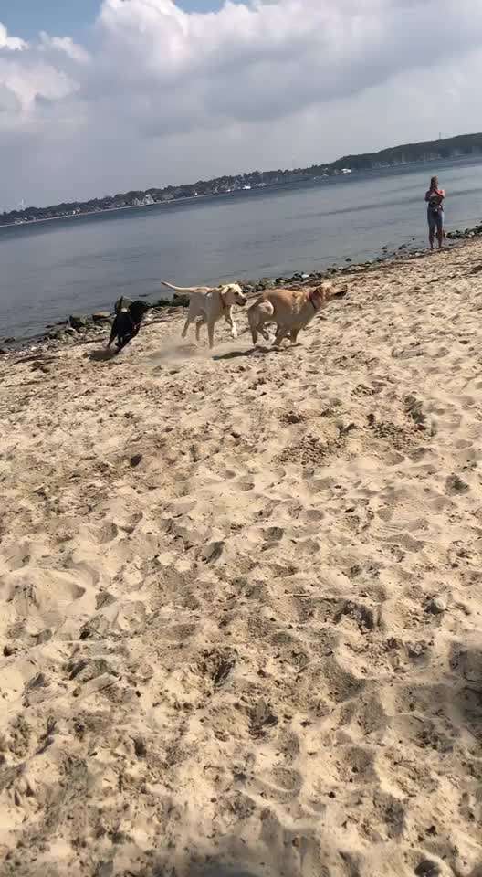 Schöner Hundestrand an der Ostsee in Schleswig-Holstein gesucht.-Beitrag-Bild