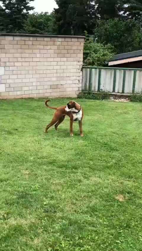 Deutsche Boxer-Beitrag-Bild