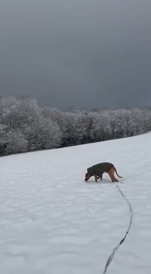 Rhodesian Ridgeback-Beitrag-Bild