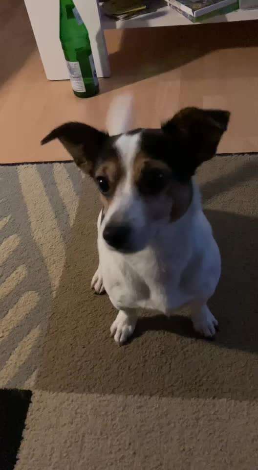 𝕋ℝ𝕀ℂ𝕂 ℂℍ𝔸𝕃𝕃𝔼ℕ𝔾𝔼 ℕℝ. 𝟚-Beitrag-Bild