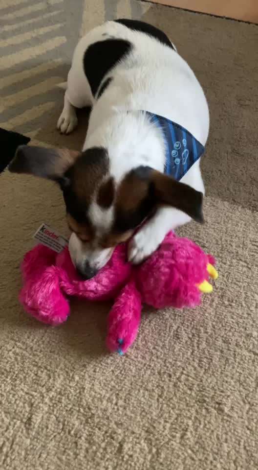 Welpe saugt am Kissen-Beitrag-Bild