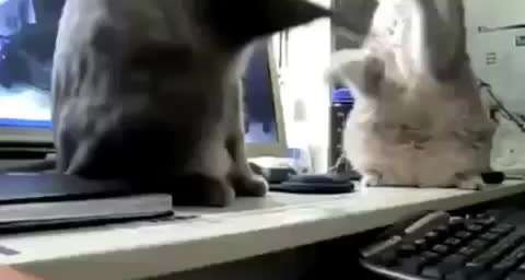 Hier ist der Spaßthread. Zum Schmunzeln und Kaputtlachen-Beitrag-Bild