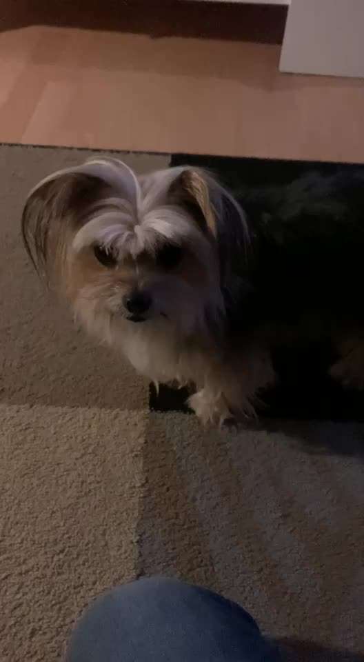 𝕋ℝ𝕀ℂ𝕂 ℂℍ𝔸𝕃𝕃𝔼ℕ𝔾𝔼 ℕℝ. 𝟚-Beitrag-Bild