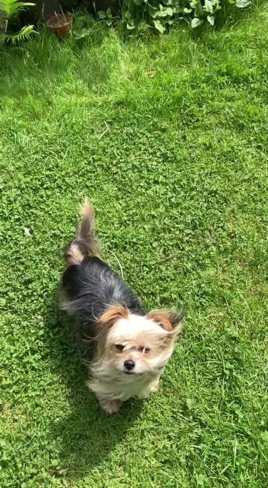 Hund lernt kein Sitz-Beitrag-Bild