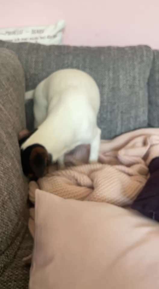 Zittern Scheinschwanger-Beitrag-Bild