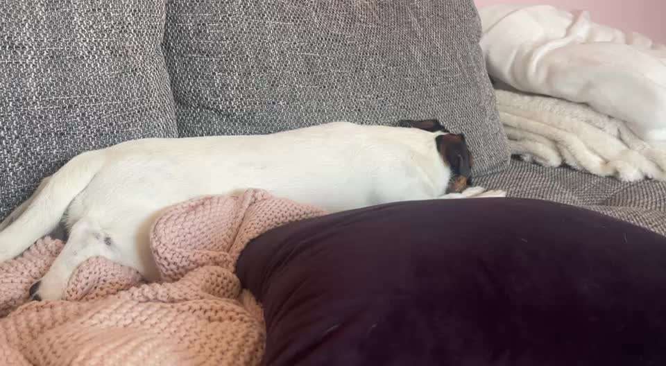 Zittern Scheinschwanger-Beitrag-Bild