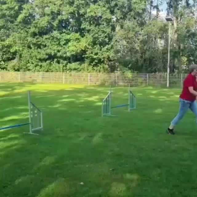 Agility-Beitrag-Bild