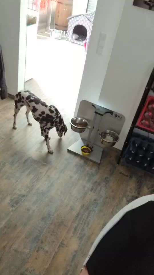 Frisst nur aus der hand-Beitrag-Bild