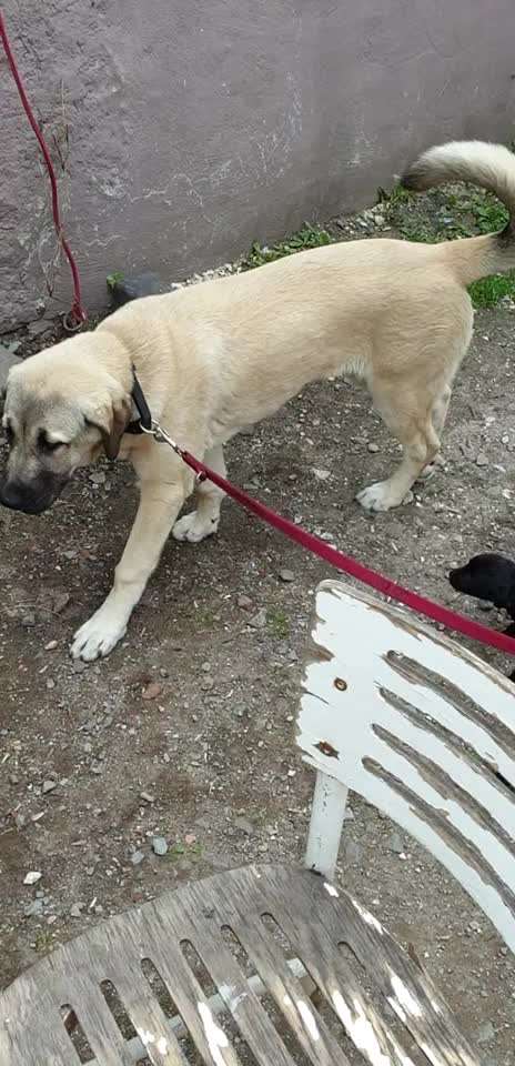 Wurfgeschwister Labrador gesucht-Beitrag-Bild