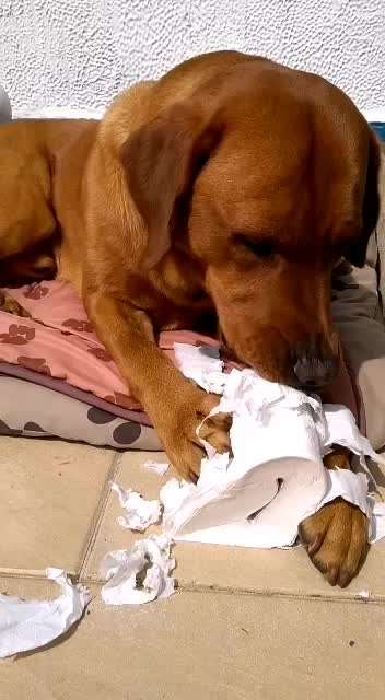 Rasseporträt Labrador-Beitrag-Bild