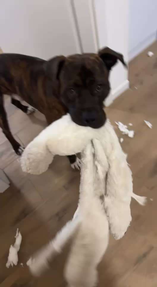 Chaos in der Bude-Beitrag-Bild