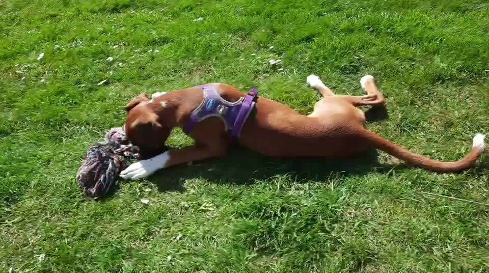 Welche Hunderasse-Beitrag-Bild