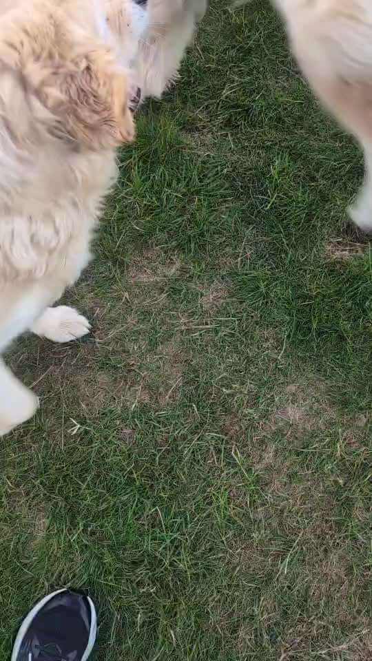aktuelles Foto Gruppe Golden Retriever