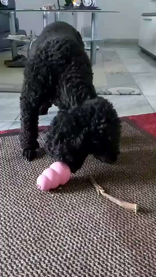 Wie kann ich meinem Hund das Suchen lernen?-Beitrag-Bild