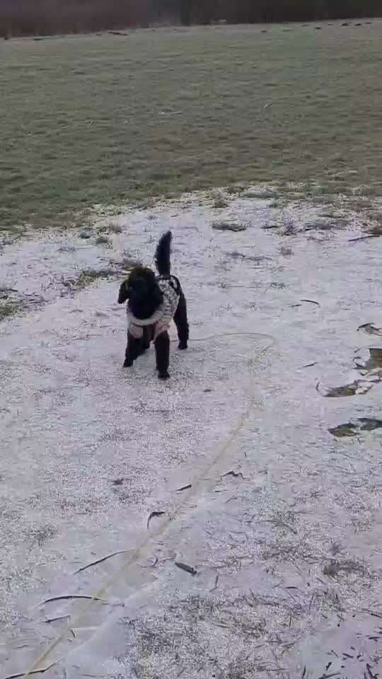 aktuelles Foto Gruppe Pudel