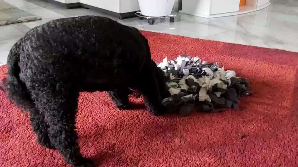 Wie kann ich meinem Hund das Suchen lernen?-Beitrag-Bild