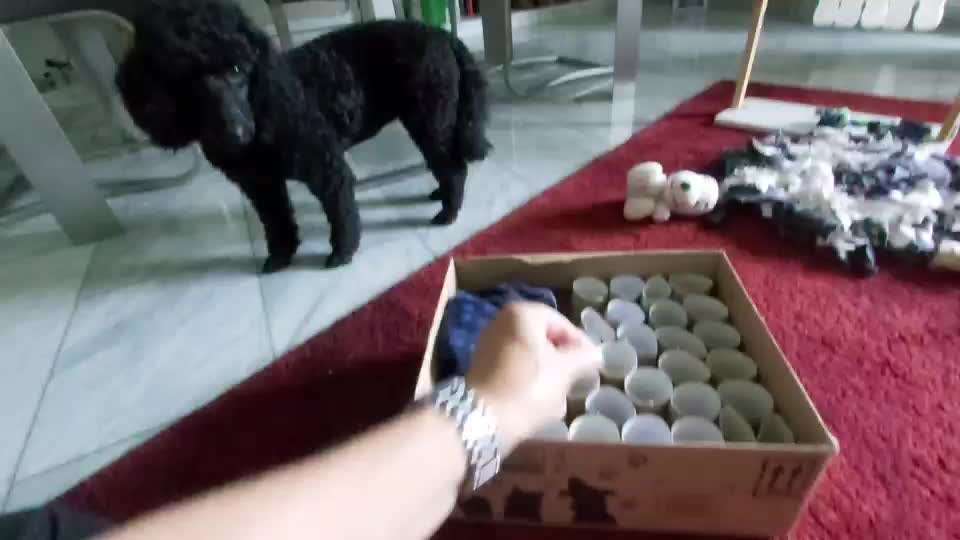 Wie kann ich meinem Hund das Suchen lernen?-Beitrag-Bild