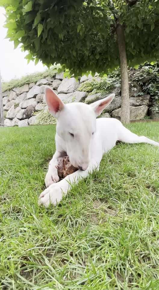 Miniatur Bull Terrier-Beitrag-Bild