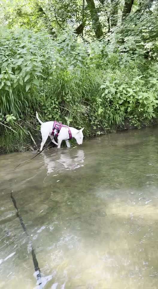 Miniatur Bull Terrier-Beitrag-Bild