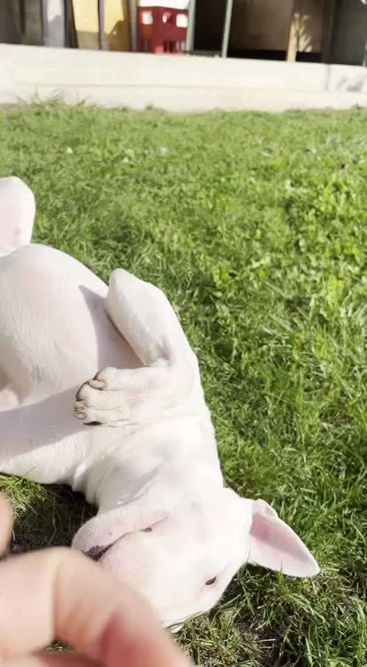 Video-Challenge Nr. 10
Der umsorgte Hund-Beitrag-Bild