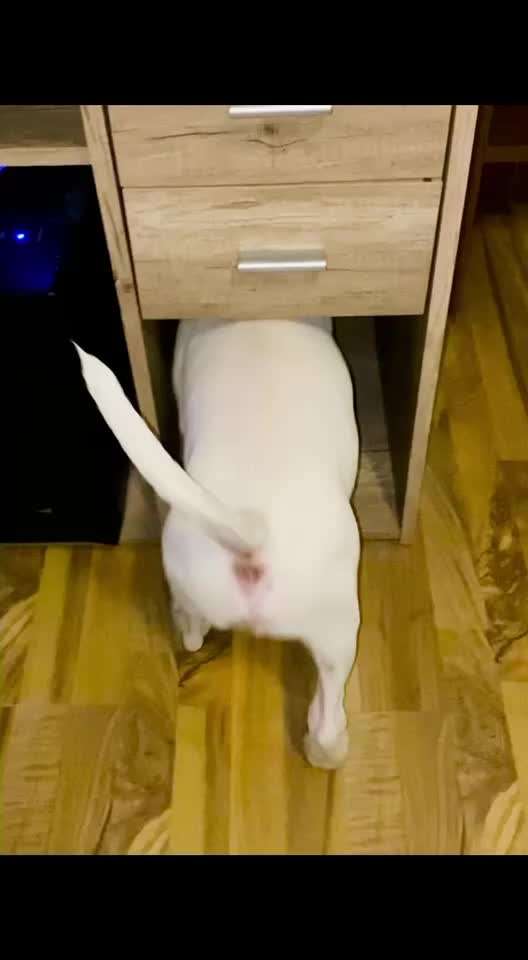 Video-Challange Nr. 9
Der unsinnige Hund-Beitrag-Bild