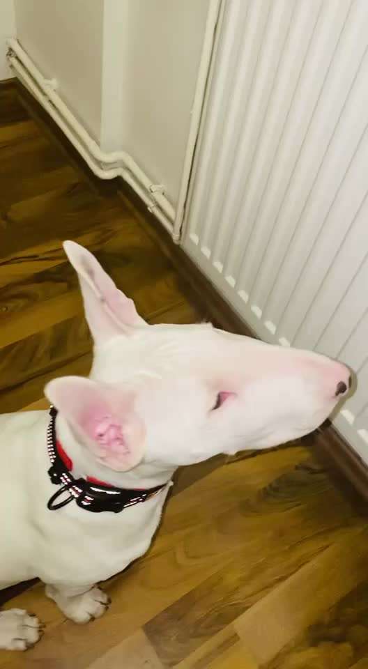 Ist mein Hund ein Schwein?-Beitrag-Bild