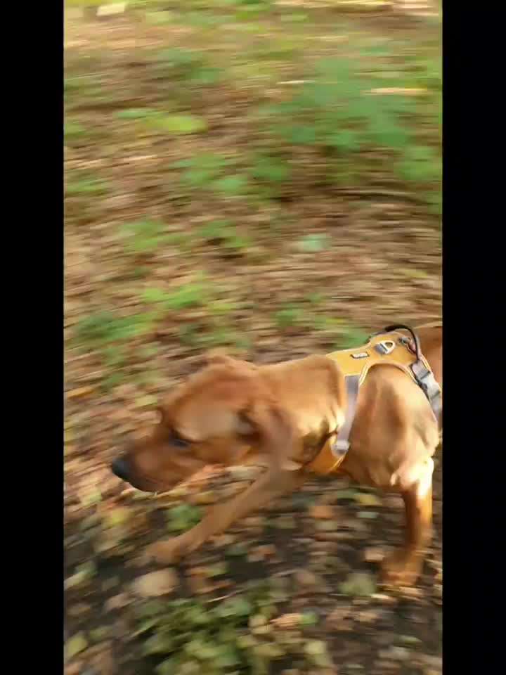 Rhodesian Ridgeback-Beitrag-Bild