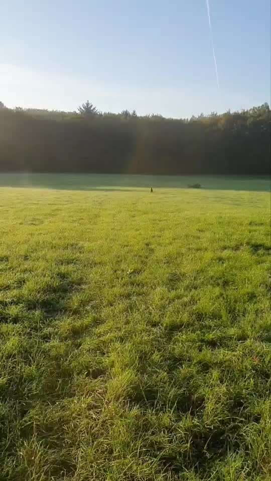 Rhodesian Ridgeback-Beitrag-Bild