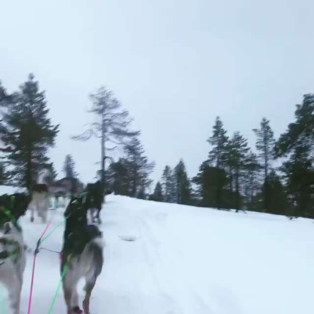 Leithund, Kundschafter, Wächter.... was haltet ihr davon?-Beitrag-Bild