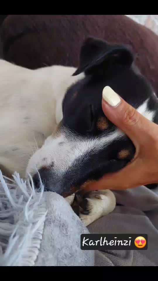 aktuelles Foto Gruppe Hundefreunde Borken NRW