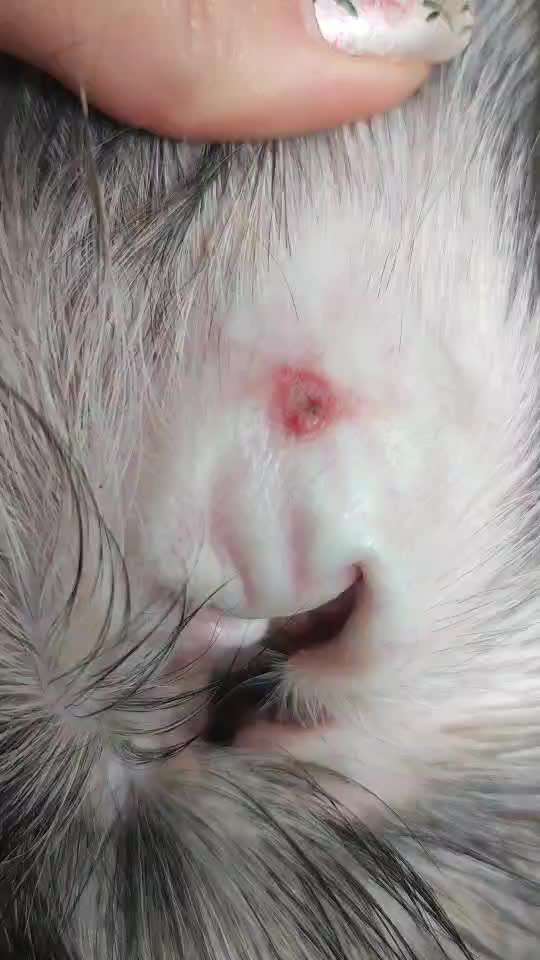 Wunde im Ohr-Beitrag-Bild