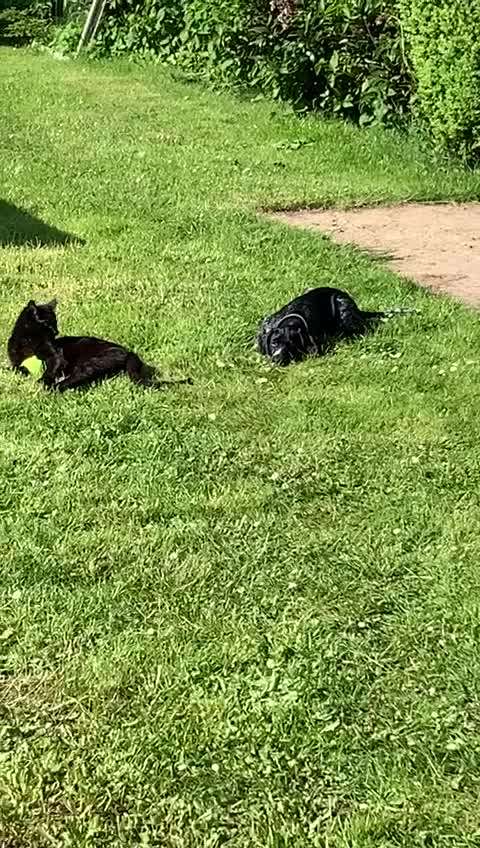 Zusammenführung von Hund und Katze-Beitrag-Bild