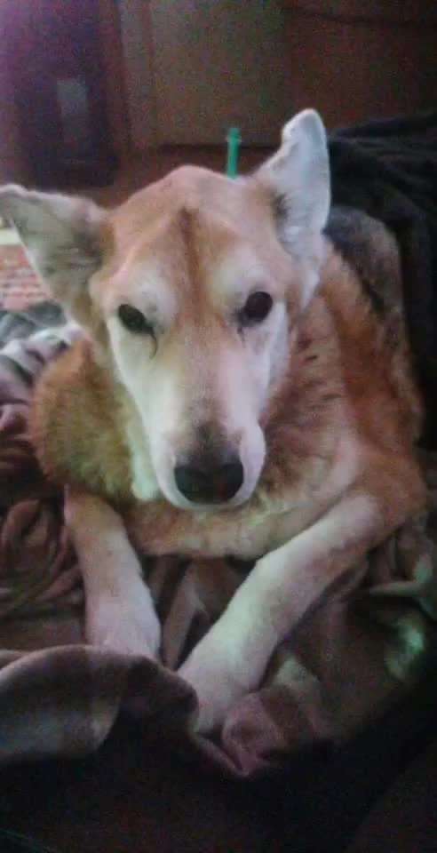 meine Hündin hat eine Bauchspeicheldrüsenentzündung,laut Blutwerte.-Beitrag-Bild