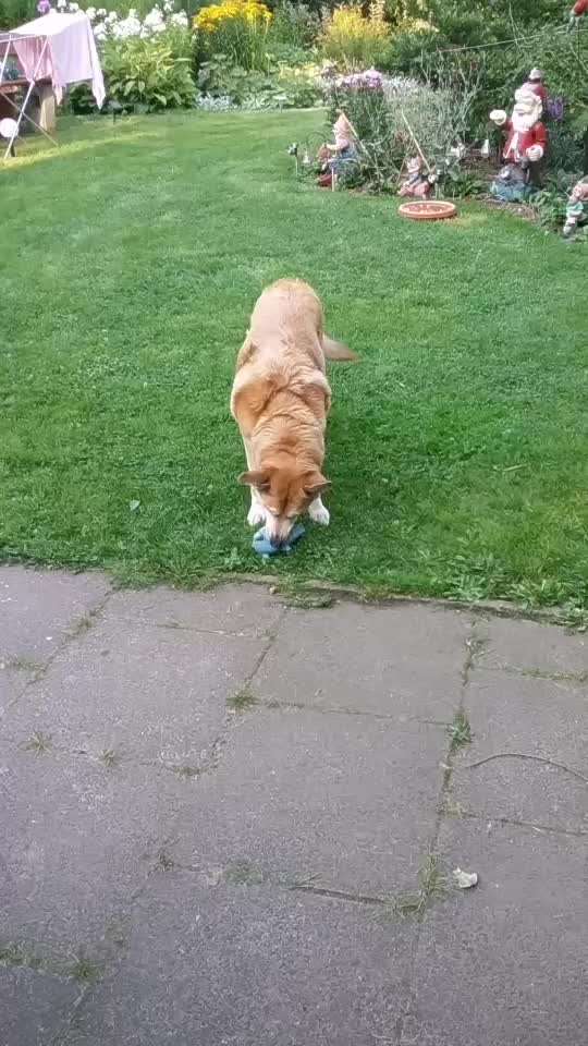 43. Fotochallenge-Zeigt mir eure Ball oder Frisbee verrueckten Hunde-Beitrag-Bild