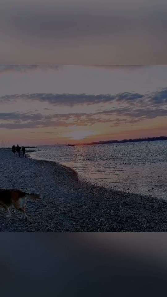 Die wunderschöne Welt mit Hund.-Beitrag-Bild