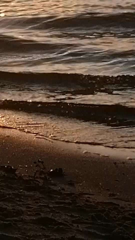 Die wunderschöne Welt mit Hund.-Beitrag-Bild