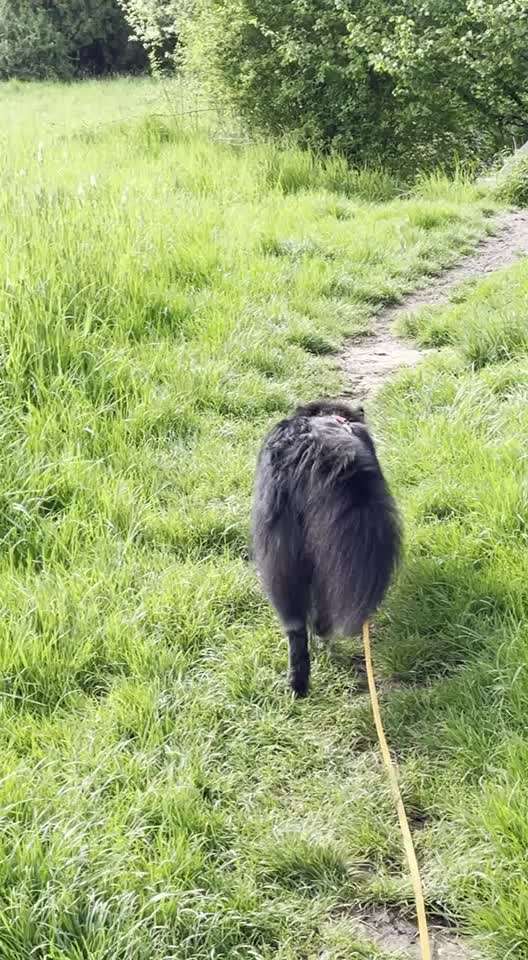 Eurasier hier?-Beitrag-Bild
